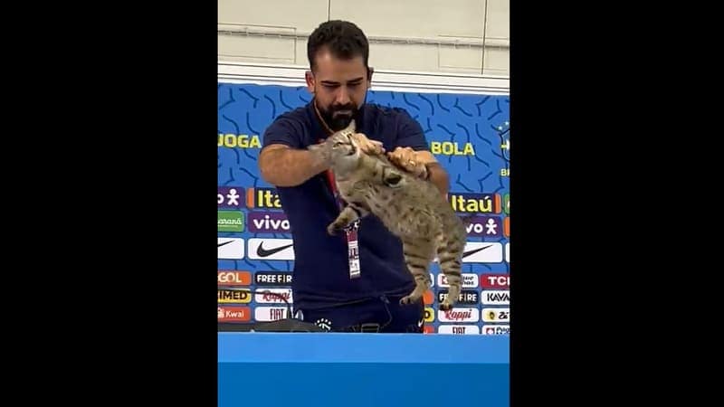 You are currently viewing Coupe du monde 2026: la « malédiction du chat » est-elle à l&rsquo;origine de l&rsquo;élimination du Brésil?